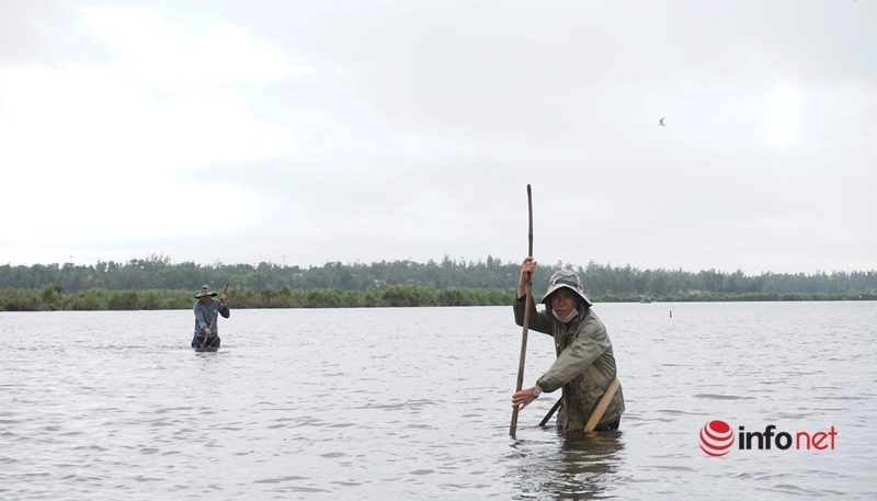 Water beams step back and drag a ton of mussels, Tam Ky farmers ‘pocket’ half a million a day, but fear one thing the most.