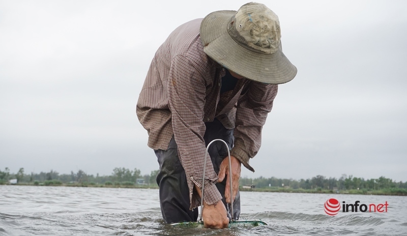 Nhọc nhằn dầm nước từ rạng sáng tới trưa chiều kéo cả tạ hến, thu nhập nửa triệu mỗi ngày