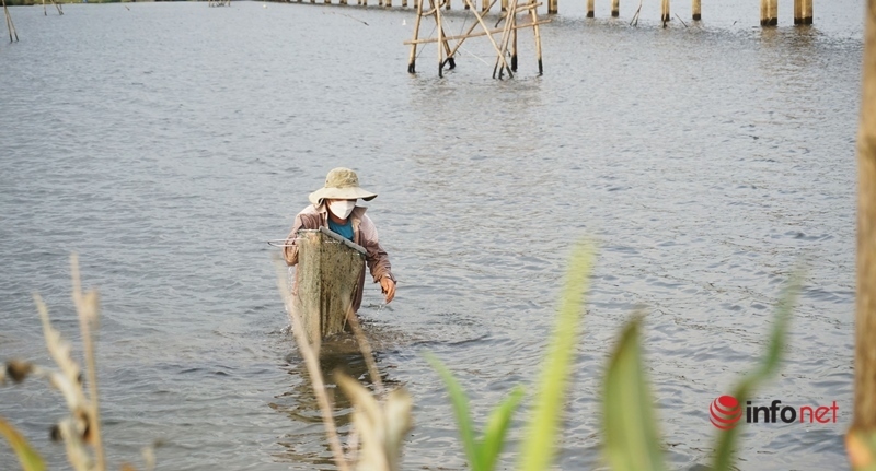 Dầm nước bước lùi kéo cả tạ hến, nông dân Tam Kỳ 'bỏ túi' nửa triệu mỗi ngày