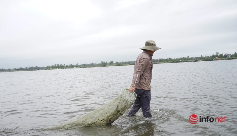 Dầm nước bước lùi kéo cả tạ hến, nông dân Tam Kỳ 'bỏ túi' nửa triệu mỗi ngày