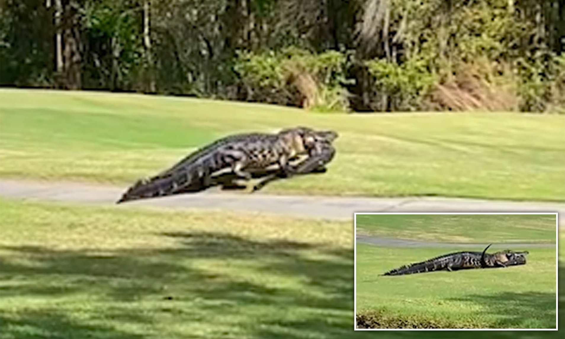 Cá sấu khổng lồ 6 mét hung hăng nuốt chửng tình địch trong vài phút