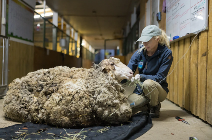 Cừu có bộ lông khổng lồ 6 năm chưa từng cắt một lần