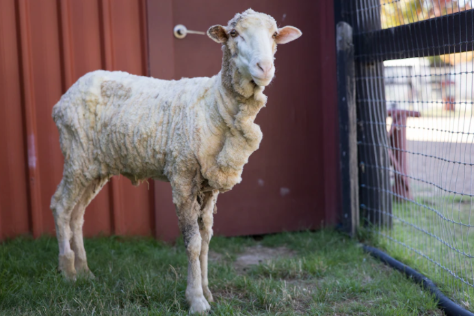 Cừu có bộ lông khổng lồ 6 năm chưa từng cắt một lần