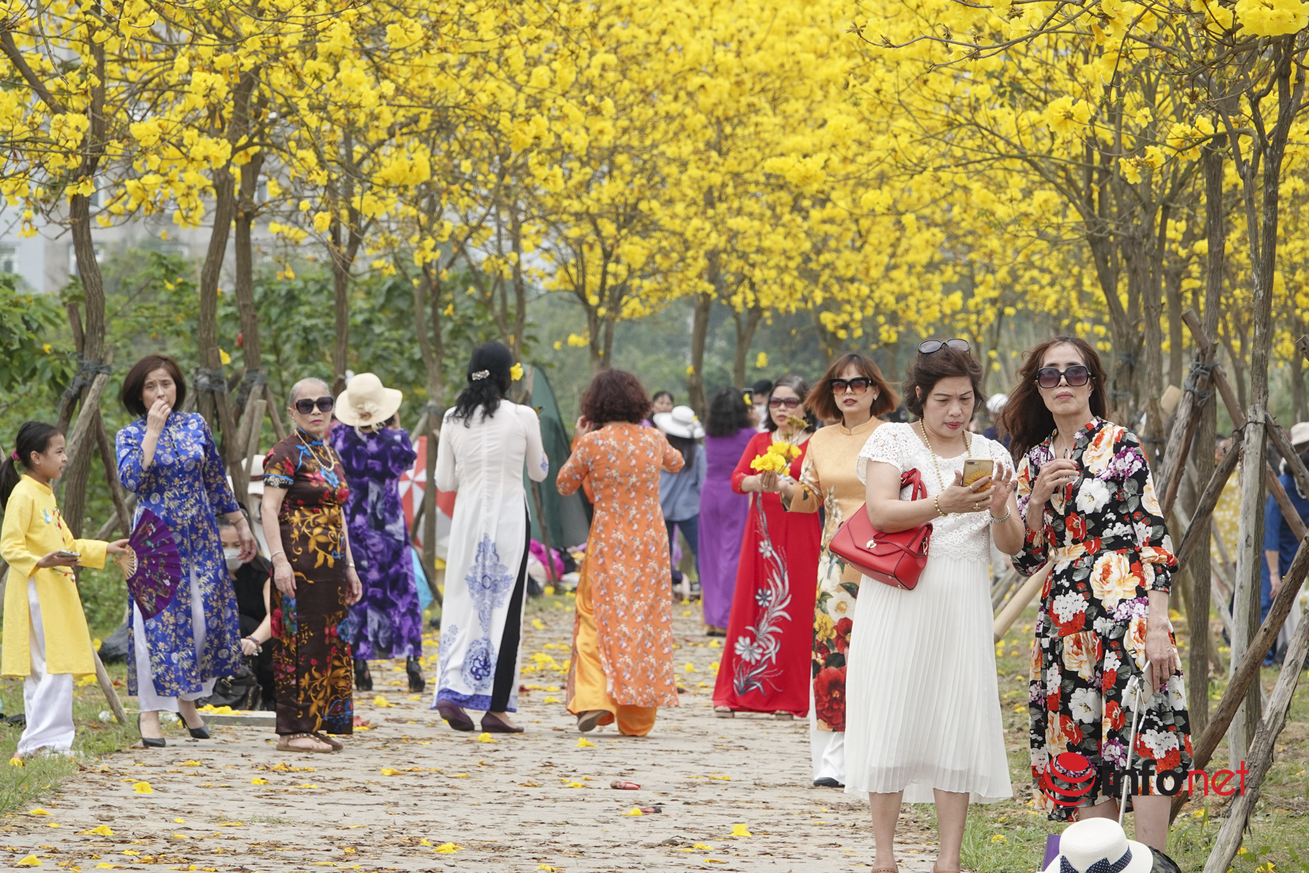 Hà Nội: Hàng nghìn người xuyên trưa chen chân chụp ảnh dưới hàng hoa phong linh vàng rực rỡ