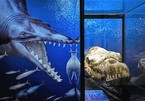 Hộp sọ quái vật biển hé lộ động vật ăn thịt đáng sợ từng sống trên Trái Đất
