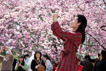 ‘Ngẩn ngơ’ với mùa hoa anh đào ở Trung Quốc