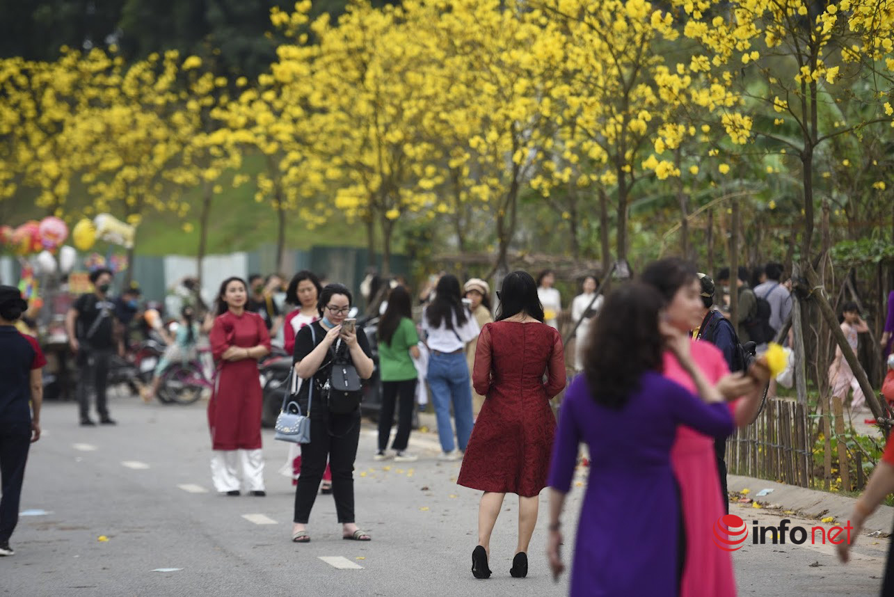 Hà Nội xuất hiện đường hoa phong linh mới, nghìn người đến chụp ảnh cuối tuần