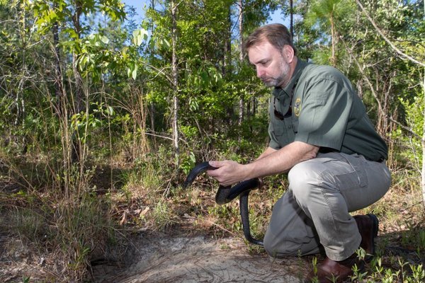North America’s longest snake is back after decades