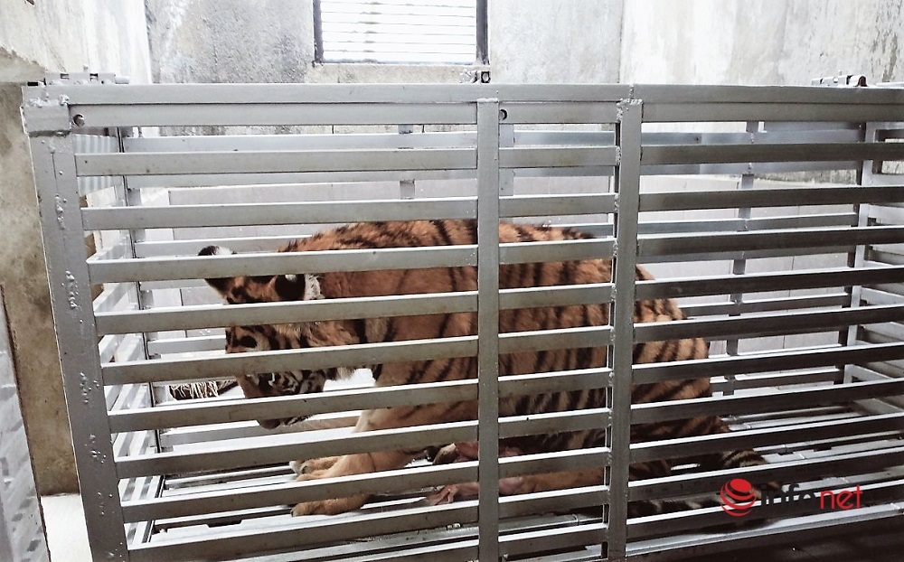 Nghe An transferred 7 Indochinese tigers to Phong Nha – Ke Bang National Park because the care costs were too expensive