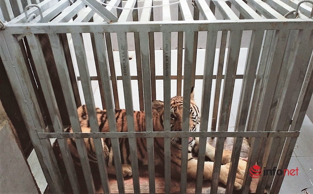 Chuyển giao 7 cá thể hổ Đông Dương cho VQG Phong Nha – Kẻ Bàng