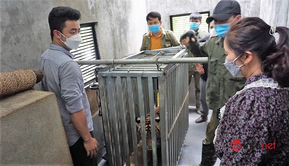 Chuyển giao 7 cá thể hổ Đông Dương cho VQG Phong Nha – Kẻ Bàng