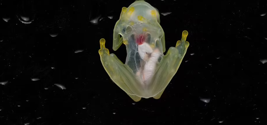 Strangely, the transparent glass frog can clearly see the entire inside of the body