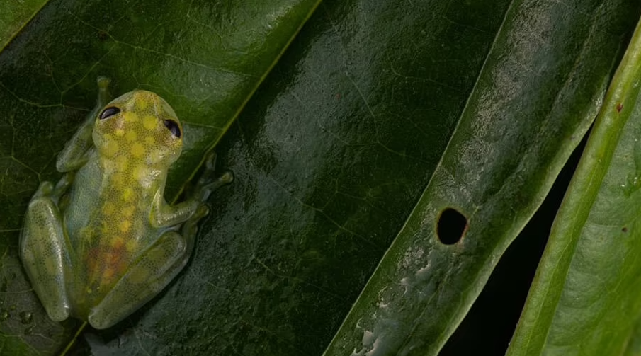 Strangely, the transparent glass frog can clearly see the entire inside of the body