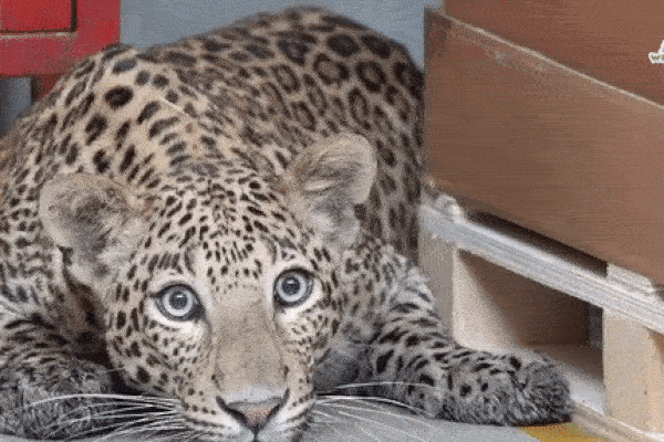 Leopards stray into the Mercedes-Benz India car factory and the end