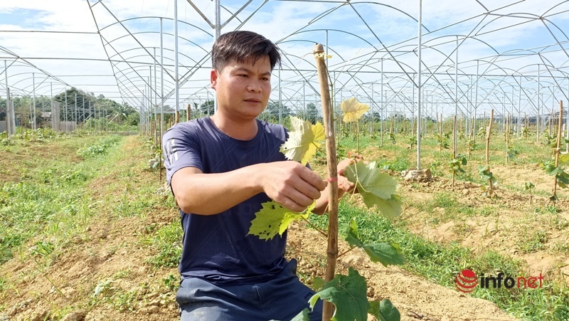 Secretary of the delegation successfully started a business with the model of growing gotu kola, milk grapes, and peach flowers