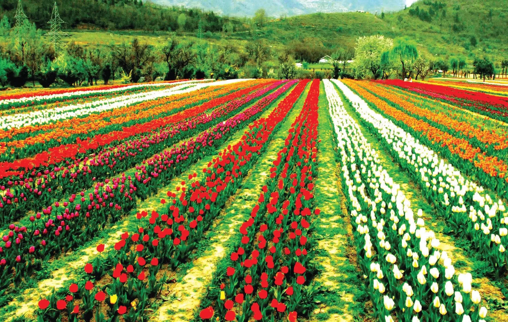 Chiêm ngưỡng vườn hoa tulip lớn nhất châu Á đẹp ngất ngây