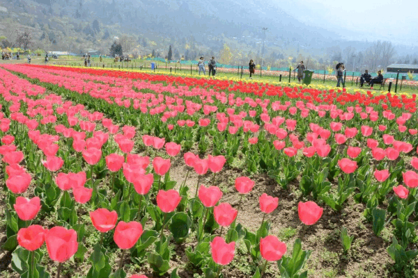 Chiêm ngưỡng vườn hoa tulip lớn nhất châu Á đẹp ngất ngây