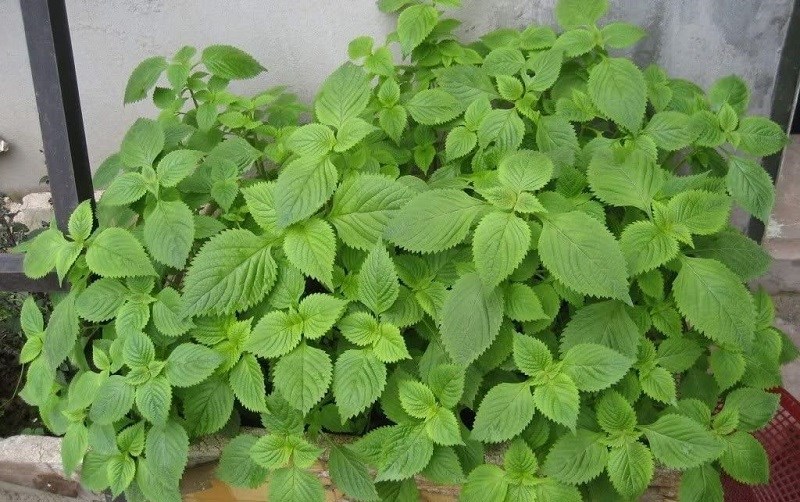 The effect of marjoram, a good ‘natural antibiotic’ for F0