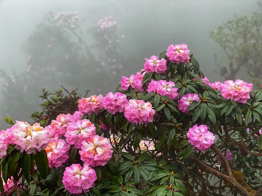 Chiêm ngưỡng đỗ quyên cổ thụ bung hoa rực rỡ trên đỉnh Putaleng