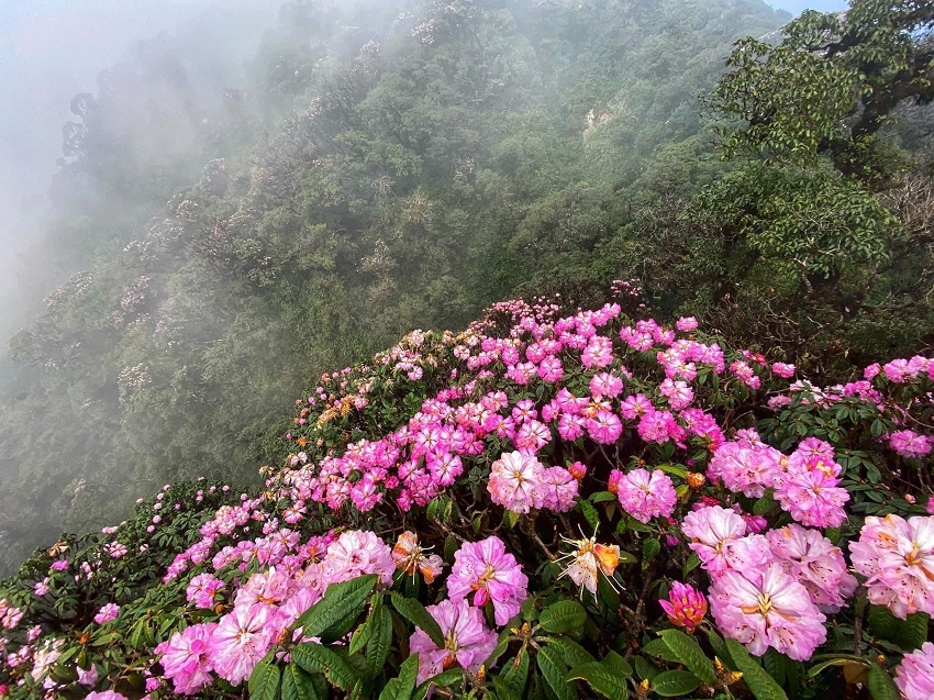 Admire the ancient rhododendron blooming brilliantly on the top of Putaleng