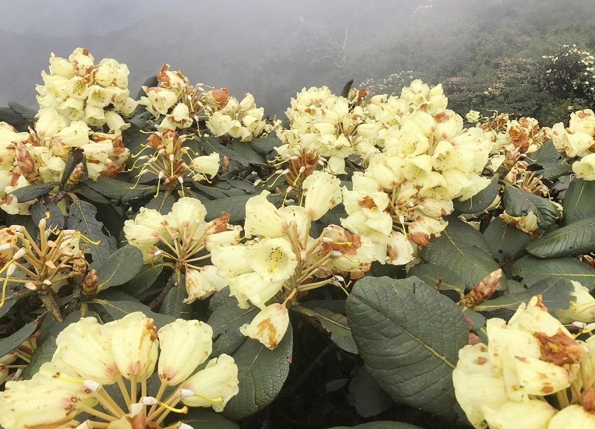 Admire the ancient rhododendron blooming brilliantly on the top of Putaleng