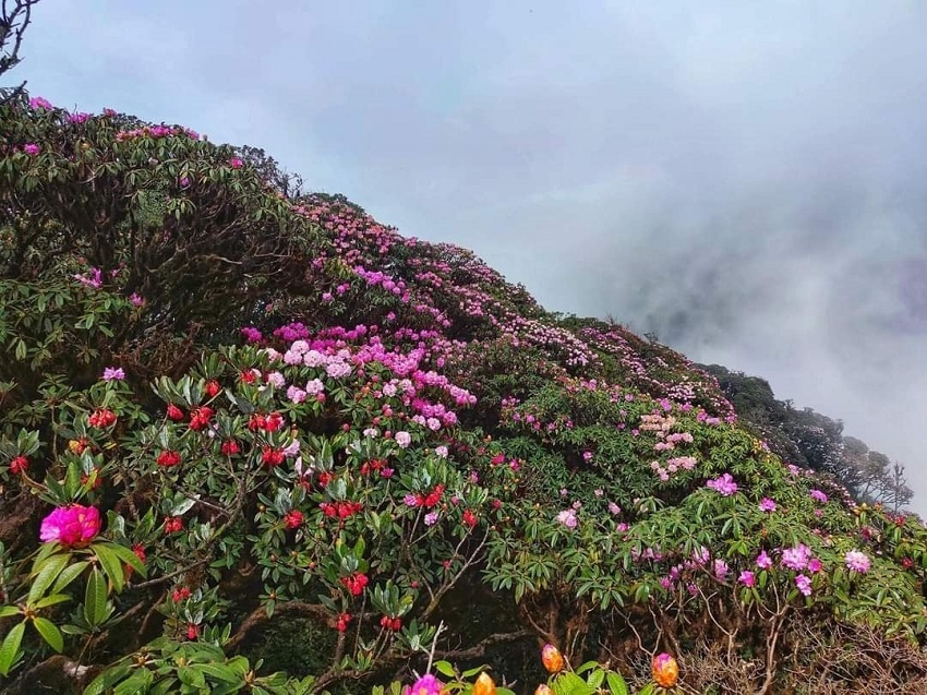 Chiêm ngưỡng đỗ quyên cổ thụ bung hoa rực rỡ trên đỉnh Putaleng
