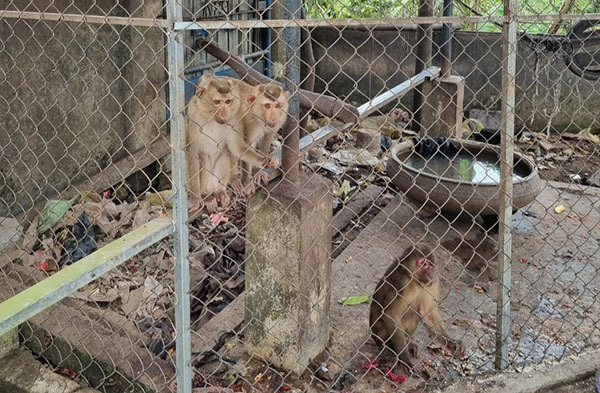 Received 4 rare and precious monkeys released, the temple handed over to rangers to release into the natural environment