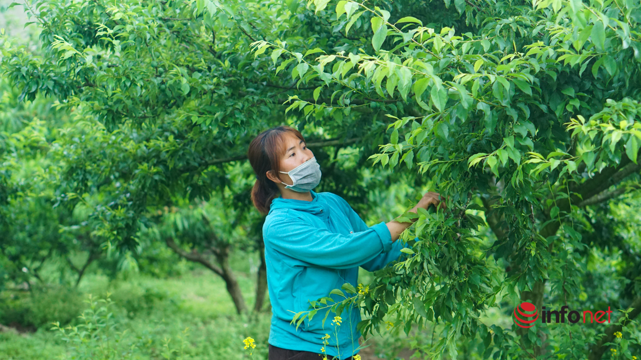 Moc Chau plum garden owner collects billions from unseasonal plums