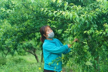 Đặc sản mận trái mùa Mộc Châu được giá, nhiều chủ vườn thu tiền tỷ