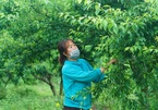 Chủ vườn Mộc Châu thu tiền tỷ từ loại quả vừa chua vừa chát