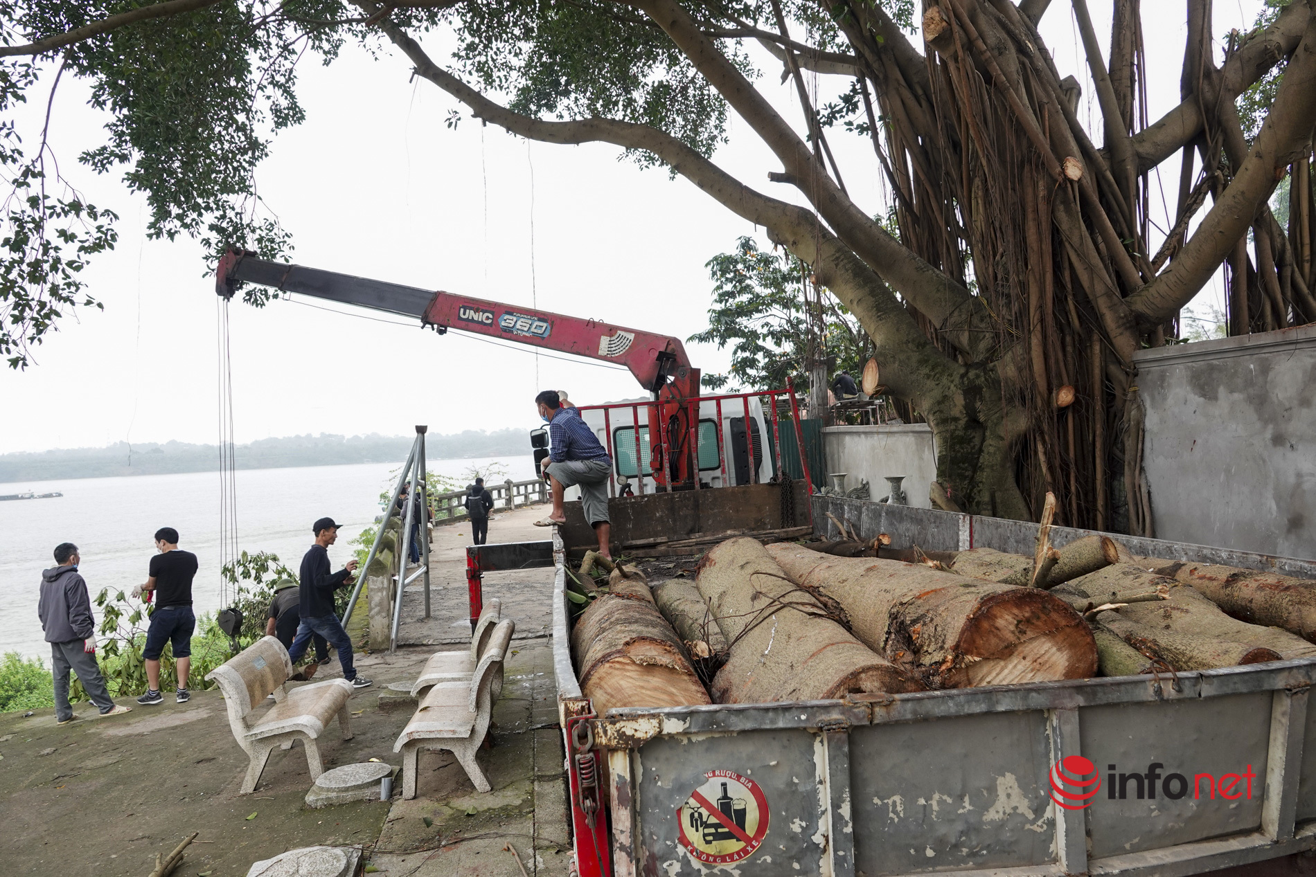Hà Nội: Chặt cây đa lớn không đúng quy định, Ban Khánh tiết đình Chèm 'nhận khuyết điểm'