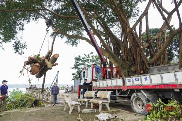 Hanoi: Renovating an ancient communal house for more than 2000 years, cutting down a large banyan tree is illegal