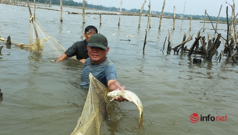 Quang Nam: Single move to untie the tree, spread a net to catch fish in the river and collect millions every day