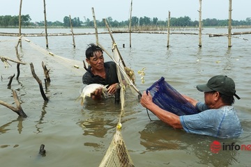 Độc chiêu dỡ chươm, giăng lưới bắt cá trên sông thu tiền triệu mỗi ngày