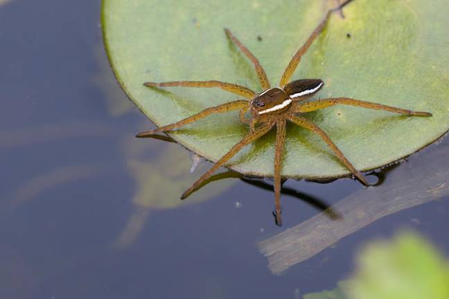 'Reviving' the largest spider in the UK