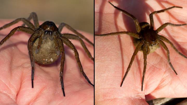 Reviving the UK’s largest spider