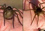 'Hồi sinh' loài nhện lớn nhất ở Anh