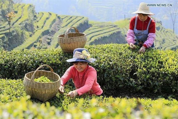 Thất nghiệp vì dịch bệnh, hướng dẫn viên du lịch được mời đi hái chè để kiếm sống