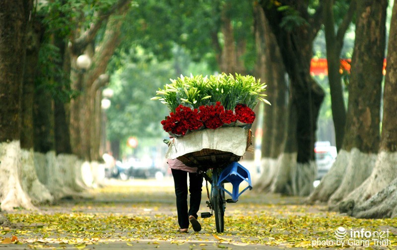 cách cắm hoa loa kèn