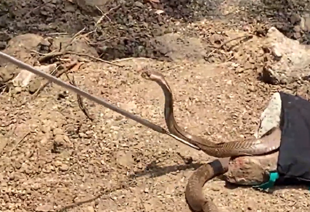 Scary video of rescuing a cobra stuck in a well