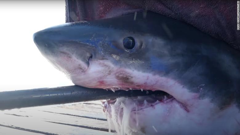 Discovered a ‘terrible’ great white shark as long as a 4-seater car in the US