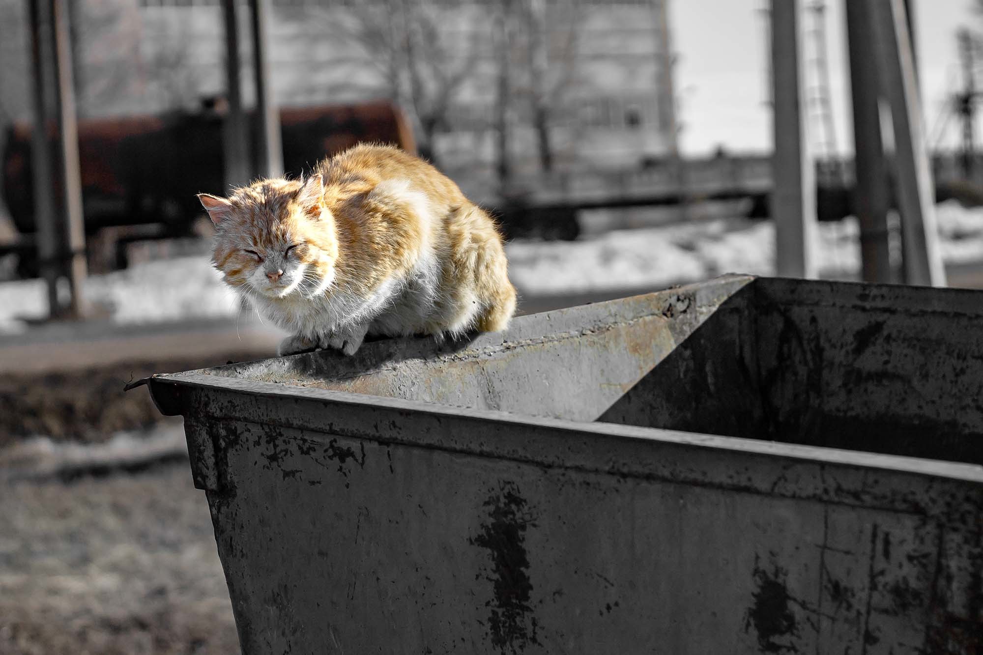The strange journey of the cat 'halfway around the world' from Turkey to the US