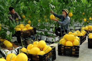 Thanh Hoá mở rộng sản xuất nông nghiệp hữu cơ