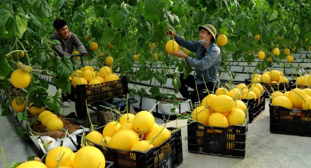 Thanh Hoá mở rộng sản xuất nông nghiệp hữu cơ