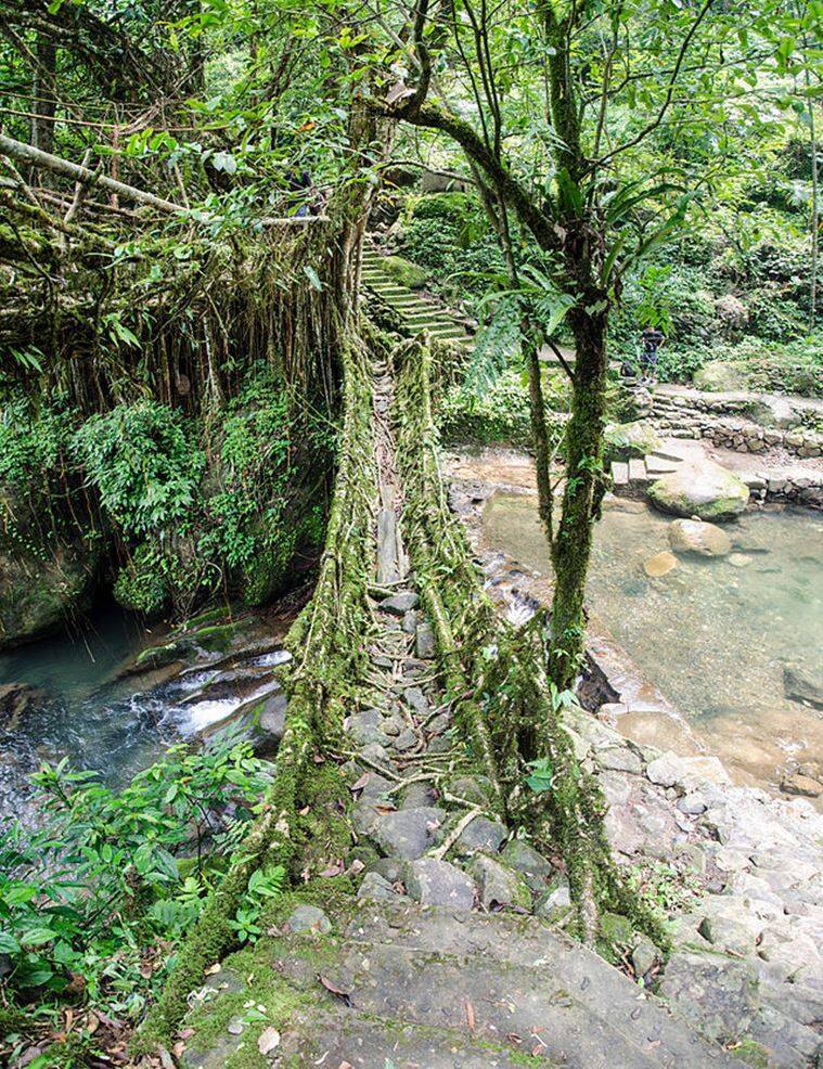 The root bridge is hundreds of years old, a rare natural masterpiece that is hard to find