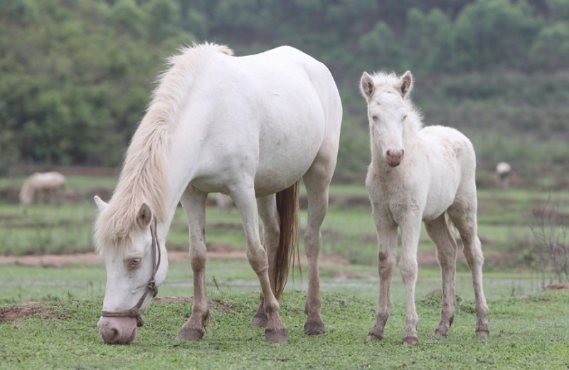 Raising white horses in Luc Ngan, many families change their lives
