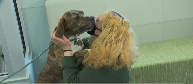 The dog that was missing for 4 years suddenly returned to the owner, the meeting was emotional again