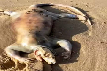 Sinh vật lạ chình ình trên bãi biển Australia, người dân địa phương cho là 'người ngoài Trái Đất'