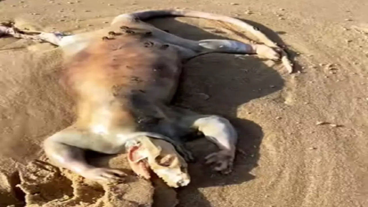 Strange creatures slither on Australian beaches, locals think are ‘extraterrestrials’