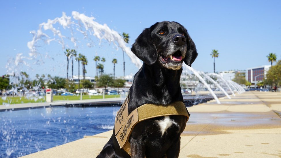The dog was honored for its good smell to help detect suspicious packages for 4 years